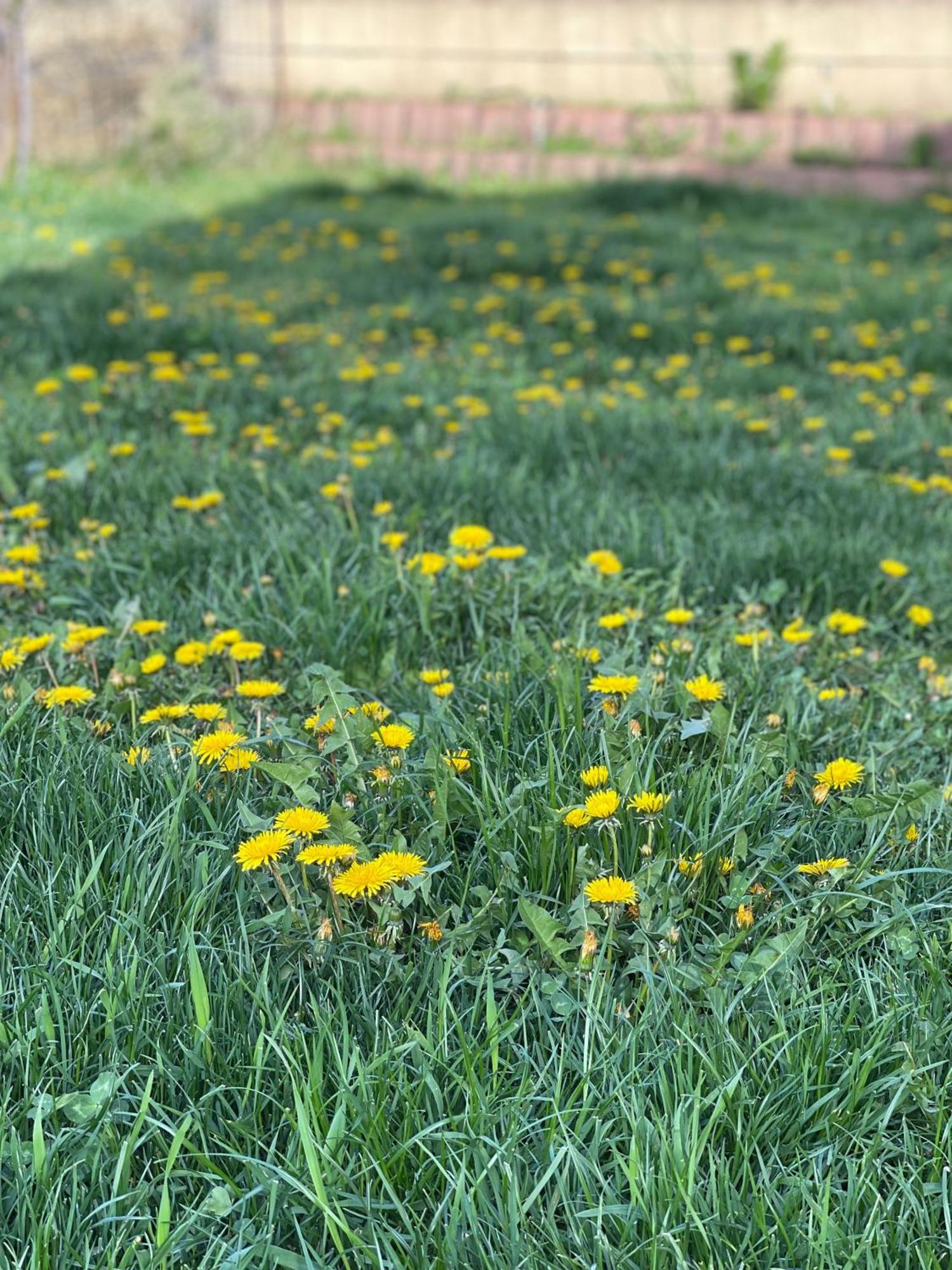 Garsoniera La Curte קלוז'-נאפוקה